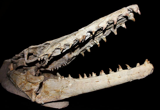 これぞ一生モノの最強コレクション！白亜紀の海竜モササウルス（ハリサウルス）の頚椎付き頭骨化石（その4）