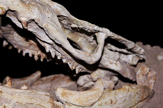 これぞ一生モノの最強コレクション！白亜紀の海竜モササウルス（ハリサウルス）の頚椎付き頭骨化石（その6）