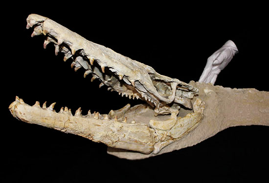 これぞ一生モノの最強コレクション！白亜紀の海竜モササウルス（ハリサウルス）の頚椎付き頭骨化石（その7）