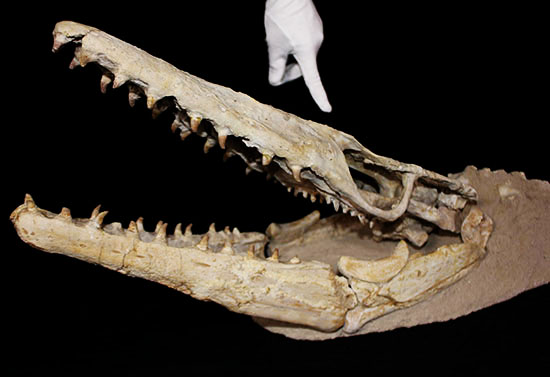 これぞ一生モノの最強コレクション！白亜紀の海竜モササウルス（ハリサウルス）の頚椎付き頭骨化石（その8）
