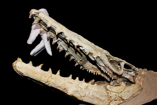 これぞ一生モノの最強コレクション！白亜紀の海竜モササウルス（ハリサウルス）の頚椎付き頭骨化石（その9）