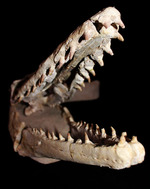 これぞ一生モノの最強コレクション！白亜紀の海竜モササウルス（ハリサウルス）の頚椎付き頭骨化石