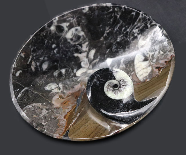 皿風に仕立てられたゴニアタイト（Goniatite）を含む石を加工した標本（その1）