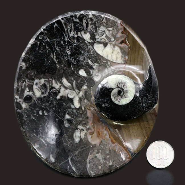 皿風に仕立てられたゴニアタイト（Goniatite）を含む石を加工した標本（その10）