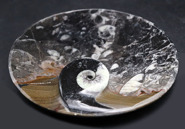 皿風に仕立てられたゴニアタイト（Goniatite）を含む石を加工した標本（その4）