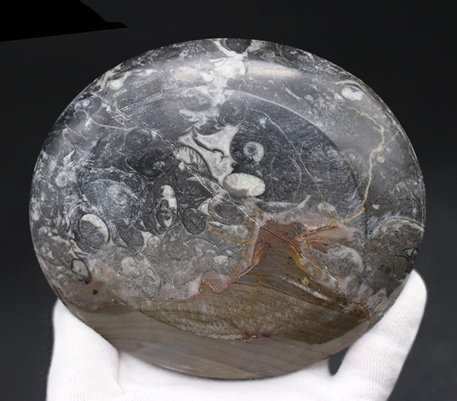 皿風に仕立てられたゴニアタイト（Goniatite）を含む石を加工した標本（その7）