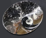 皿風に仕立てられたゴニアタイト（Goniatite）を含む石を加工した標本