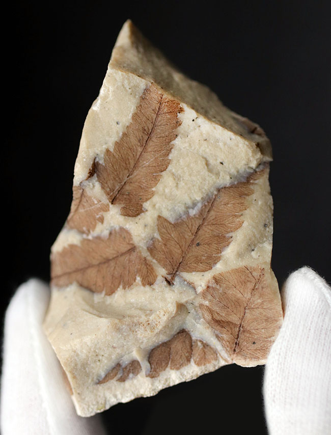 兵庫県大沢町産、ベニシダ（ドリオプテリス）の仲間の葉化石（Dryopteris sp.）（その1）