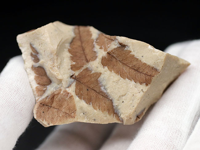 兵庫県大沢町産、ベニシダ（ドリオプテリス）の仲間の葉化石（Dryopteris sp.）（その2）