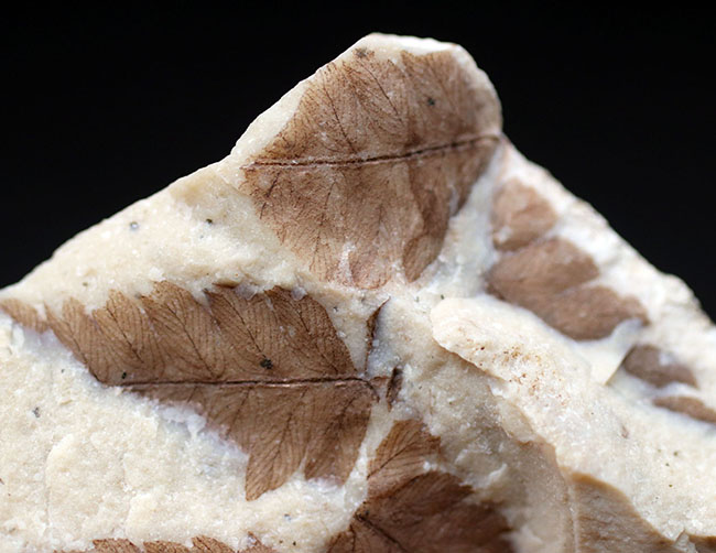 兵庫県大沢町産、ベニシダ（ドリオプテリス）の仲間の葉化石（Dryopteris sp.）（その6）