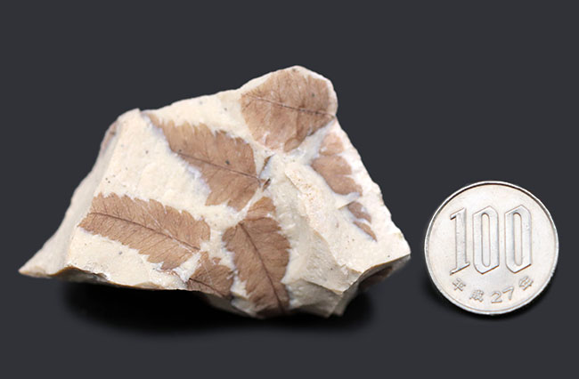 兵庫県大沢町産、ベニシダ（ドリオプテリス）の仲間の葉化石（Dryopteris sp.）（その8）