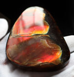 濃く深みのある赤、橙を呈する、遊色アンモナイトの磨石