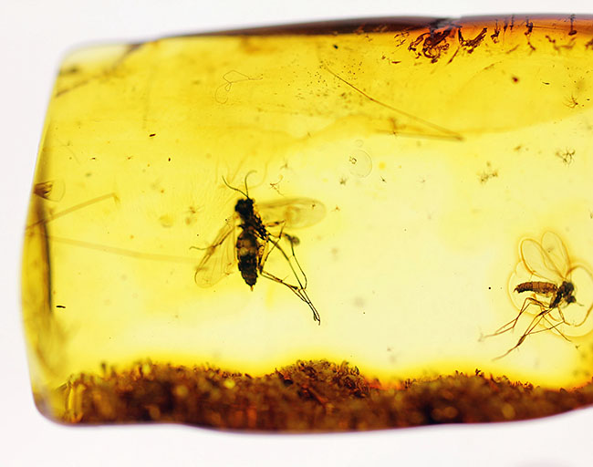 バルト海産　虫入り琥珀　12個セット　全て虫入り　本物保証　良いコンディション 美品 虫入り琥珀 琥珀 化石 本物 バルト海産 ケース付き 9.17mm