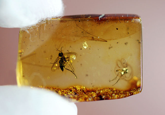 ものすっごく分かりやすくハエが2匹内包されたバルト海産虫入り琥珀（Amber）（その4）
