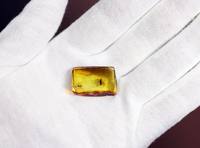 ものすっごく分かりやすくハエが2匹内包されたバルト海産虫入り琥珀（Amber）（その5）