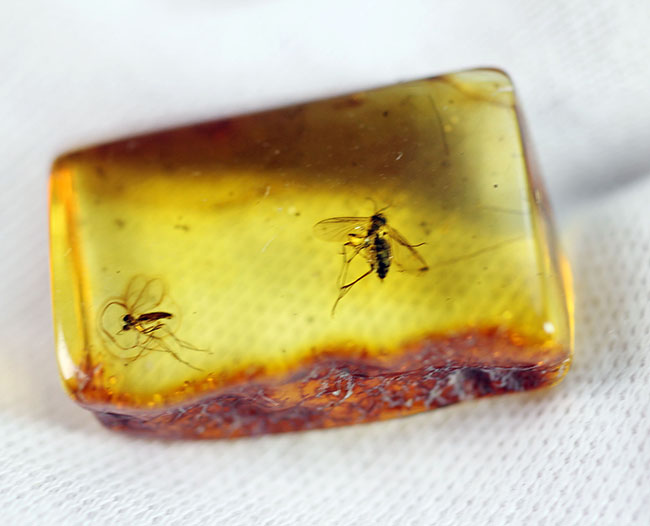 虫入り琥珀 蜘蛛 蚊 大量小さい虫内包 バルティックアンバー バルト海