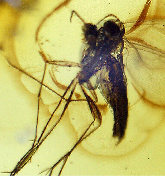 ものすっごく分かりやすくハエが2匹内包されたバルト海産虫入り琥珀