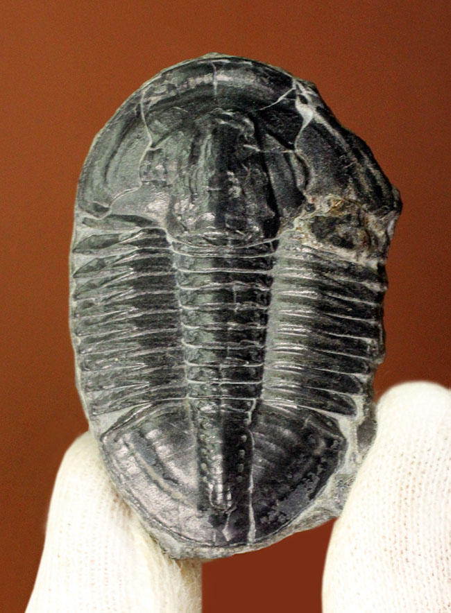 エルラシア・キンギに似ている?抜群の保存状態、カンブリア紀三葉虫アサフィスカス(Asaphiscus wheeleri)(その1)