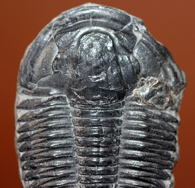 エルラシア・キンギに似ている?抜群の保存状態、カンブリア紀三葉虫アサフィスカス(Asaphiscus wheeleri)(その2)