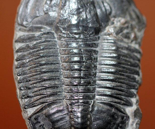 エルラシア・キンギに似ている?抜群の保存状態、カンブリア紀三葉虫アサフィスカス(Asaphiscus wheeleri)(その3)