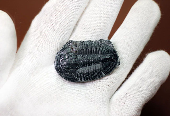 エルラシア・キンギに似ている?抜群の保存状態、カンブリア紀三葉虫アサフィスカス(Asaphiscus wheeleri)(その4)