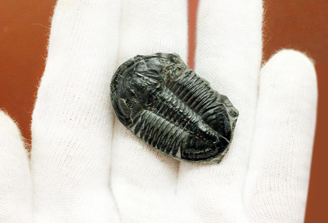 エルラシア・キンギに似ている?抜群の保存状態、カンブリア紀三葉虫アサフィスカス(Asaphiscus wheeleri)(その6)