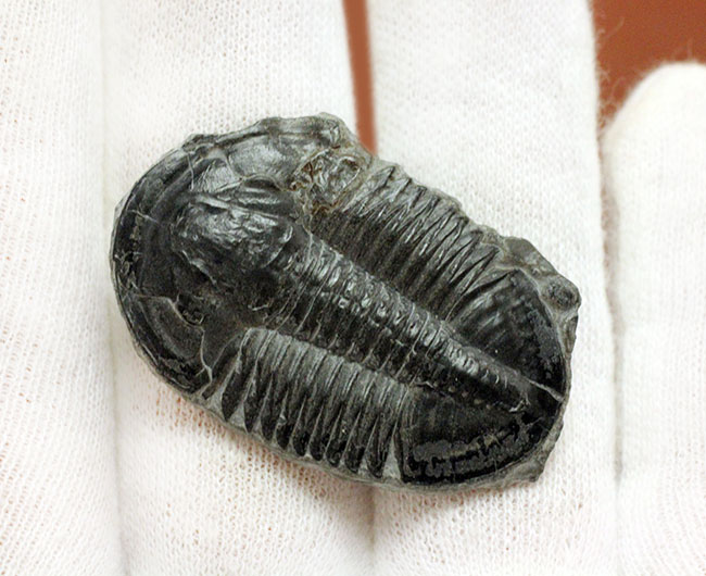 エルラシア・キンギに似ている?抜群の保存状態、カンブリア紀三葉虫アサフィスカス(Asaphiscus wheeleri)(その7)