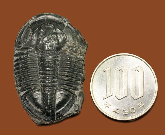 エルラシア・キンギに似ている?抜群の保存状態、カンブリア紀三葉虫アサフィスカス(Asaphiscus wheeleri)(その8)