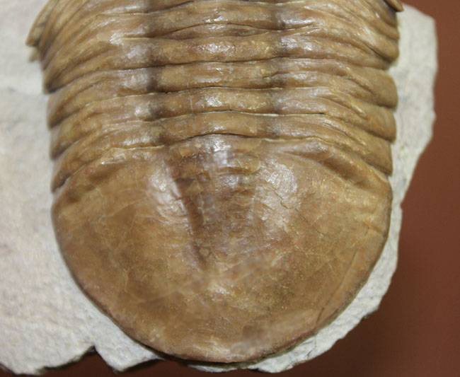 化石セブンクオリティ！堂々たる体躯を持つロシア産三葉虫