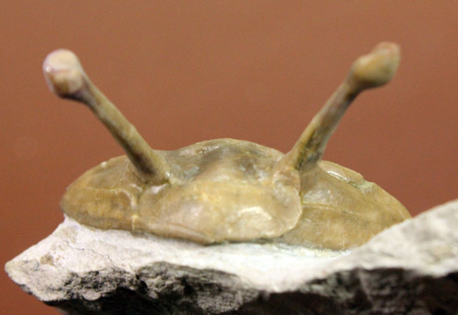 化石セブンクオリティ！堂々たる体躯を持つロシア産三葉虫アサフス