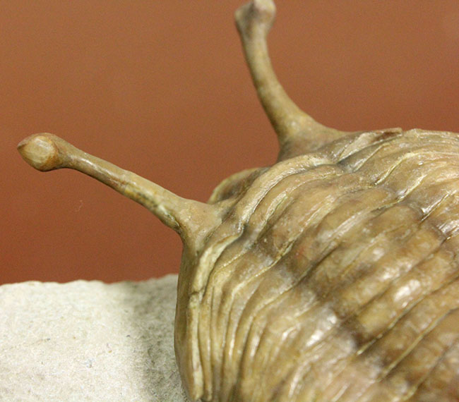 アサフス　三葉虫　化石　ロシア 産 化石セブンクオリティ！堂々たる体躯を持つロシア産三葉虫