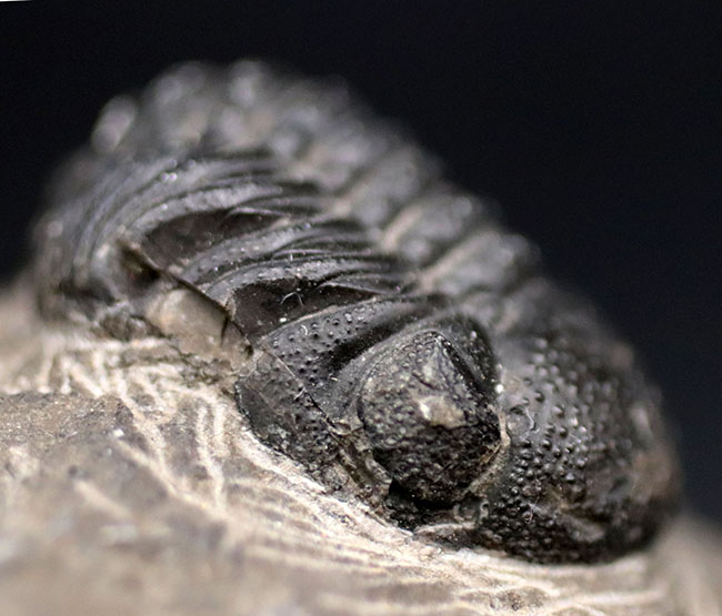 突起がよく保存された、モロッコ産の三葉虫、リードプス（Reedops）の化石（その10）