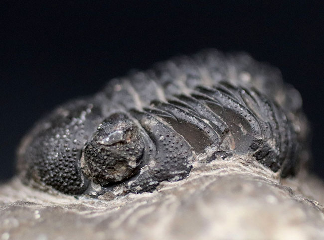 突起がよく保存された、モロッコ産の三葉虫、リードプス（Reedops）の化石（その11）