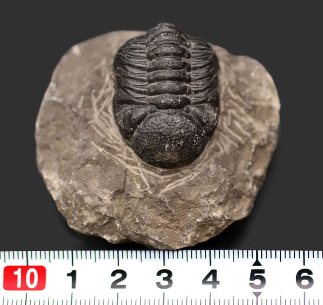 突起がよく保存された、モロッコ産の三葉虫、リードプス（Reedops）の化石（その13）