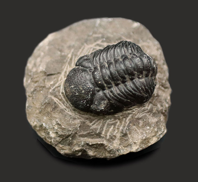 突起がよく保存された、モロッコ産の三葉虫、リードプス（Reedops）の化石（その2）