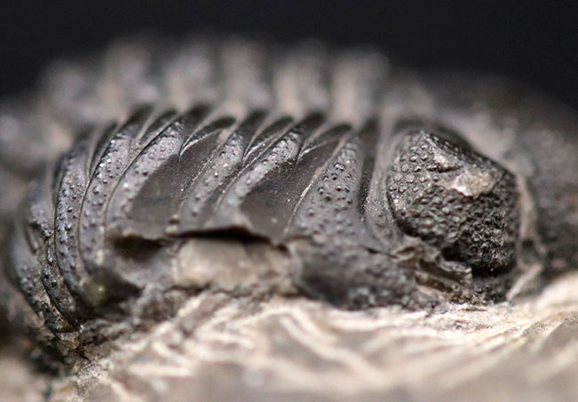 突起がよく保存された、モロッコ産の三葉虫、リードプス（Reedops）の化石（その5）