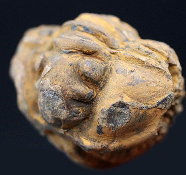 完全なボールと化した真ん丸の三葉虫、カリメネのパックマン標本（その4）