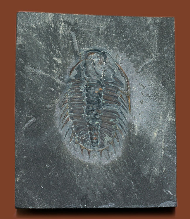 オールドコレクション、バージェス動物群の三葉虫オレノイデス(Olenoides serratus)(その1)