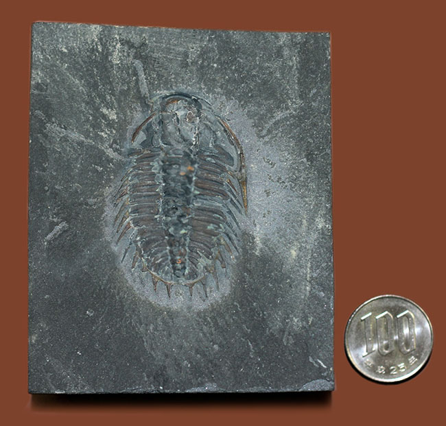 オールドコレクション、バージェス動物群の三葉虫オレノイデス(Olenoides serratus)(その10)