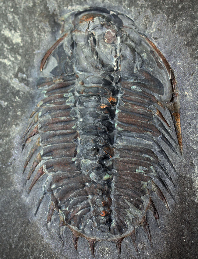 オールドコレクション、バージェス動物群の三葉虫オレノイデス(Olenoides serratus)(その4)