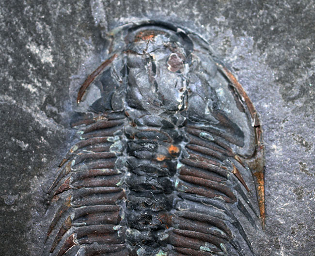 オールドコレクション、バージェス動物群の三葉虫オレノイデス(Olenoides serratus)(その5)
