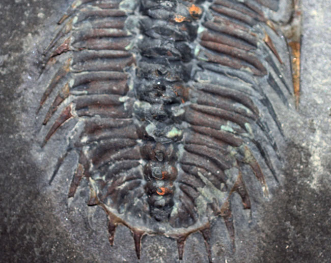 オールドコレクション、バージェス動物群の三葉虫オレノイデス(Olenoides serratus)(その6)
