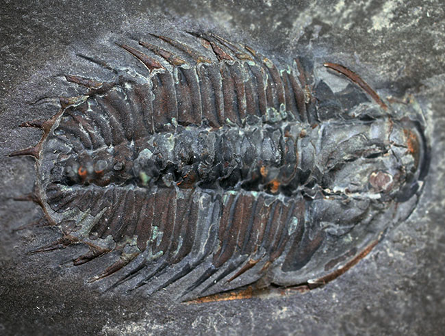 オールドコレクション、バージェス動物群の三葉虫オレノイデス(Olenoides serratus)(その7)