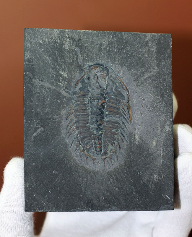 オールドコレクション、バージェス動物群の三葉虫オレノイデス(Olenoides serratus)(その8)