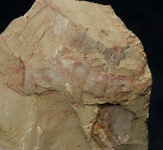 2007年に初記載された一属一種の希少生物！中国雲南省关山（かんざん