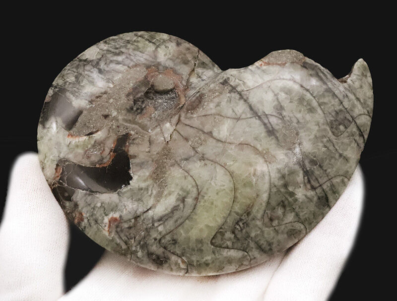 迫力の11cm・厚み2.3cmの両面ポリッシュ標本！モロッコ産、ゴニアタイト（Goniatite）（その5）