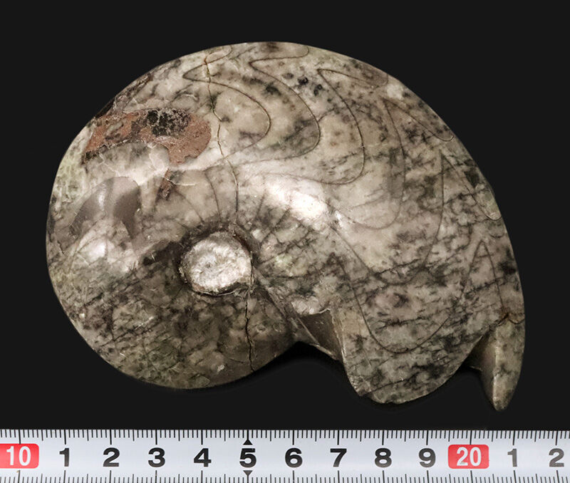 迫力の11cm・厚み2.3cmの両面ポリッシュ標本！モロッコ産、ゴニアタイト（Goniatite）（その7）