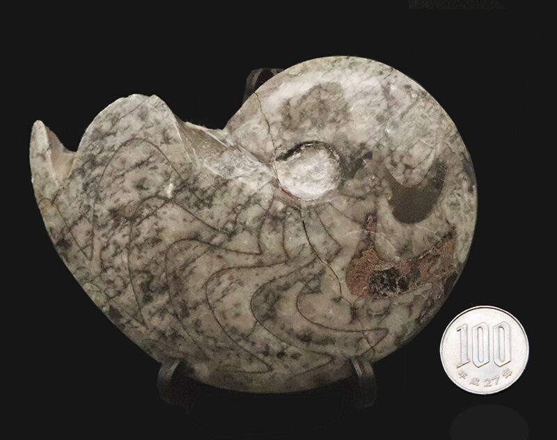 迫力の11cm・厚み2.3cmの両面ポリッシュ標本！モロッコ産、ゴニアタイト（Goniatite）（その8）