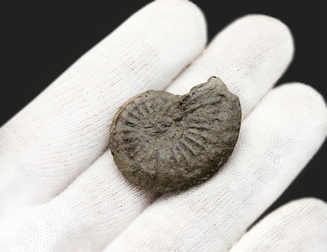 母岩から着脱可能!ジュラ紀のフランスの地層から採集された黄鉄鉱化したアンモナイト、アマルテウス(Amaltheus sp.)(その6)