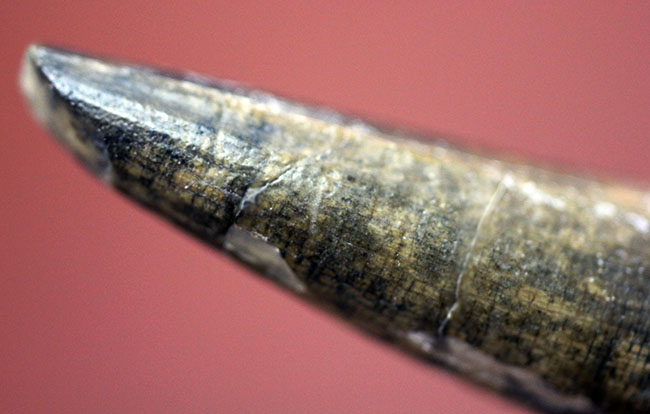 大変勝手ながらビギナーの方はご遠慮ください、恐竜マニア垂涎の品、二ジェール産スコミムスの歯化石(Suchomimus tenerensis)(その14)